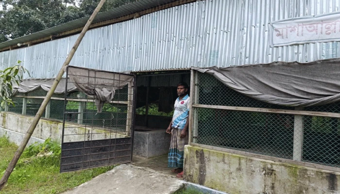 এক রাতে খামার থেকে ৮ গরু চুরি, আতঙ্কে এলাকাবাসী