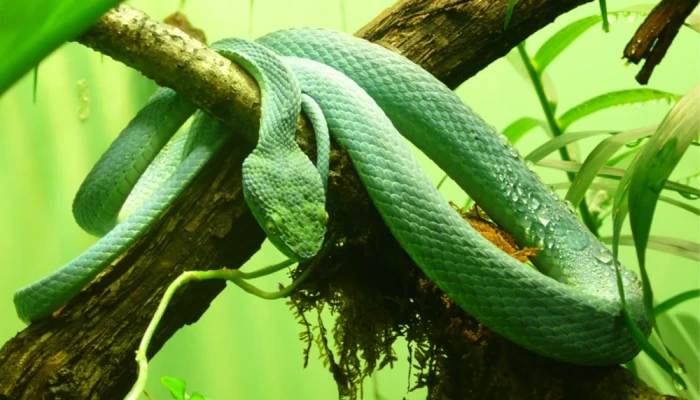 বিষাক্ত প্রাণীর ক্ষতি থেকে বাঁচতে যে দোয়া পড়বো