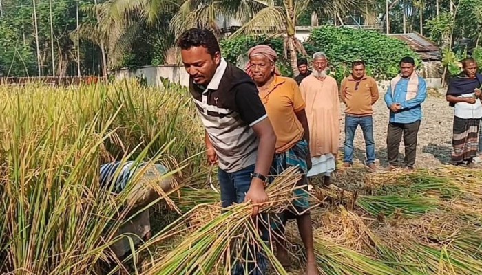 কৃষকের পাকা ধান কেটে দিলেন বিএনপি মনোনীত প্রার্থী শ্রাবণ